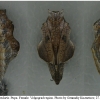 nep rivularis pupa4 volg